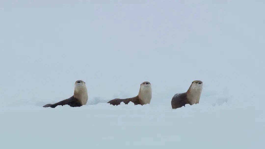 20210406/a7dc2d2190a029990f5d5011f81bd05f.jpg 20210406/a7dc2d2190a029990f5d5011f81bd05f.jpg