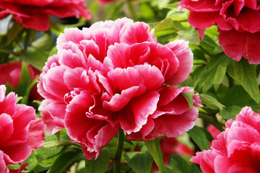 牡丹花：唯有牡丹真国色，花开时节动京城