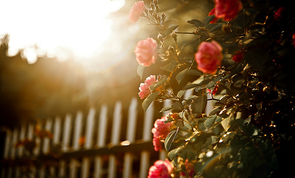 蔷薇：美好的爱情，爱的思念