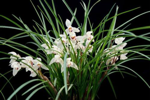 兰花：美好、高洁、贤德