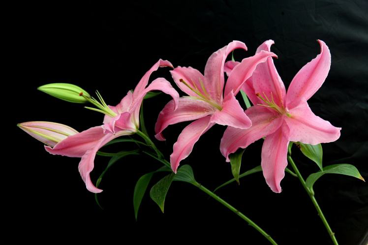 20210409/a4bf203d4003a29efe7045730333764d.png 20210409/a4bf203d4003a29efe7045730333764d.png