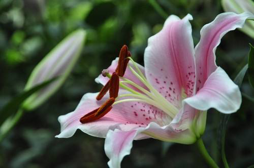 百合：顺利、心想事成、祝福、高贵