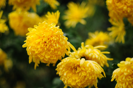 菊花：清净、高洁、真情、长寿